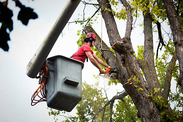 Residential Tree Removal in La Center, WA